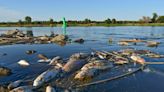 Over 100 tonnes of dead fish recovered from Oder River as mass die-off mystery deepens