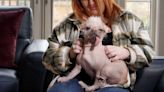 ‘Personality-wise she’s amazing’: How it feels to own Britain’s ugliest dog