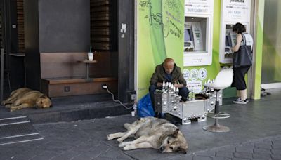 Turquie: les défenseurs de la cause animale se mobilisent pour les chiens errants voués à l'euthanasie