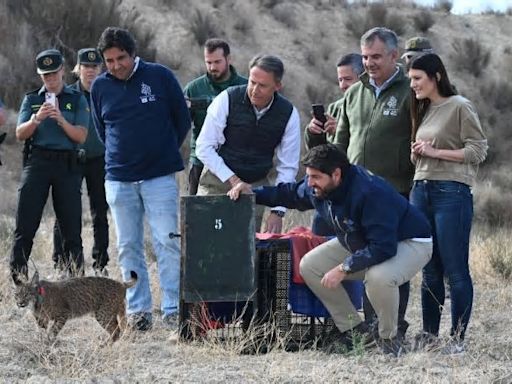 Fernando suelta dos nuevos ejemplares del lince en las Tierras Altas de Lorca