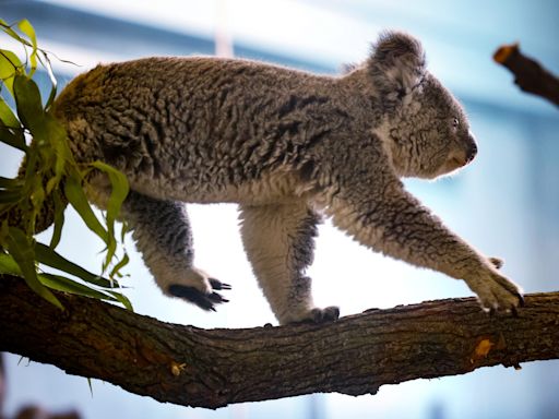 Vintage Chicago Tribune: Koala-crazy — A look back at when Lincoln Park Zoo welcomed the marsupials in 1988