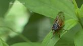 The great cicada emergence of 2024 is underway across the American South and Midwest