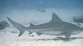 Baby bull sharks are thriving in Texas and Alabama bays as the Gulf of Mexico warms