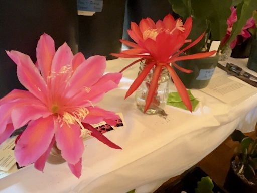 Plant show and sale benefits Santa Barbara Cactus and Succulent Society