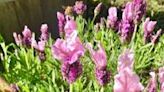 Napa County Master Gardeners: Working with lavender