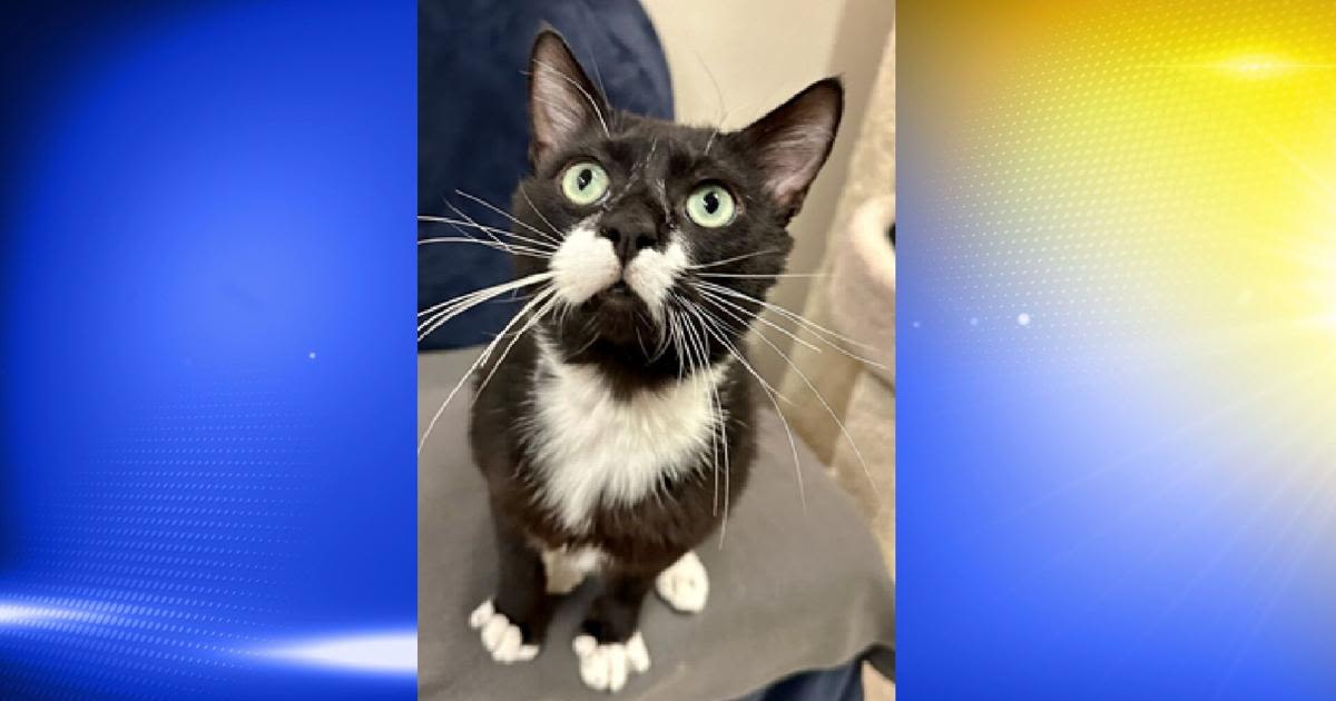 Pet of the Week: Ferdinand