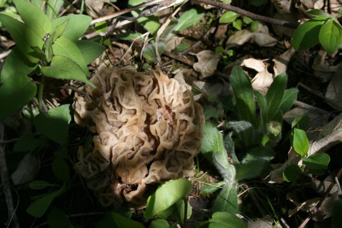 Morning 4: Best Michigan spots to hunt for morel mushrooms -- and more news