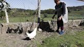 Alarma en Castrillón y Soto del Barco: los cacos roban las gallinas de varios pueblos