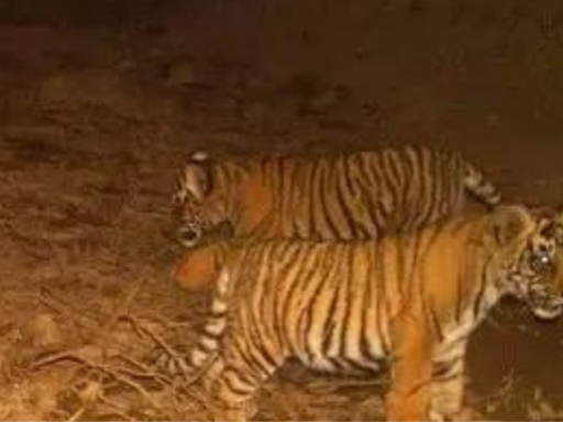 Train runs over 3 tiger cubs, 1 dead | India News - Times of India