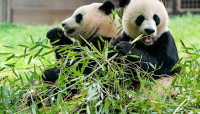 Smithsonian says 2 new giant pandas returning to Washington’s National Zoo from China by end of year