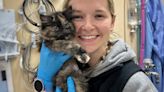 Bend, Ore. Humane Society welcomes rare hermaphrodite male tortoiseshell kitten