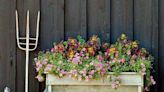 8 Fall Flower Box Ideas To Dress Up Your Windows