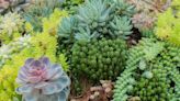 7 Tips for Creating a Thriving Succulent Garden