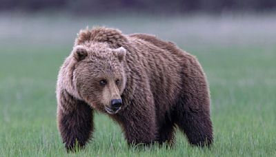 Grizzly bears are set to be reintroduced to Washington state, after years of debate