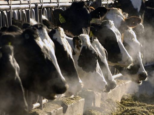 3 more Michigan dairy herds test positive for bird flu