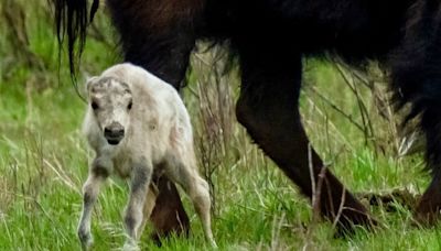Rare, sacred white bison has not been seen in Yellowstone since birth