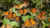 Furor por las mariposas: tras la migración masiva dan talleres para enseñar qué plantas las atraen