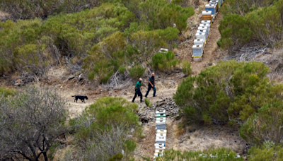 Specially trained dogs arrive to help Jay Slater search