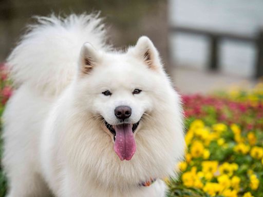 14 Dog Breeds With Curly Tails