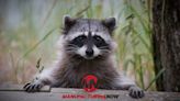 Raccoon Knocks Out Electricity for Thousands in Wisconsin