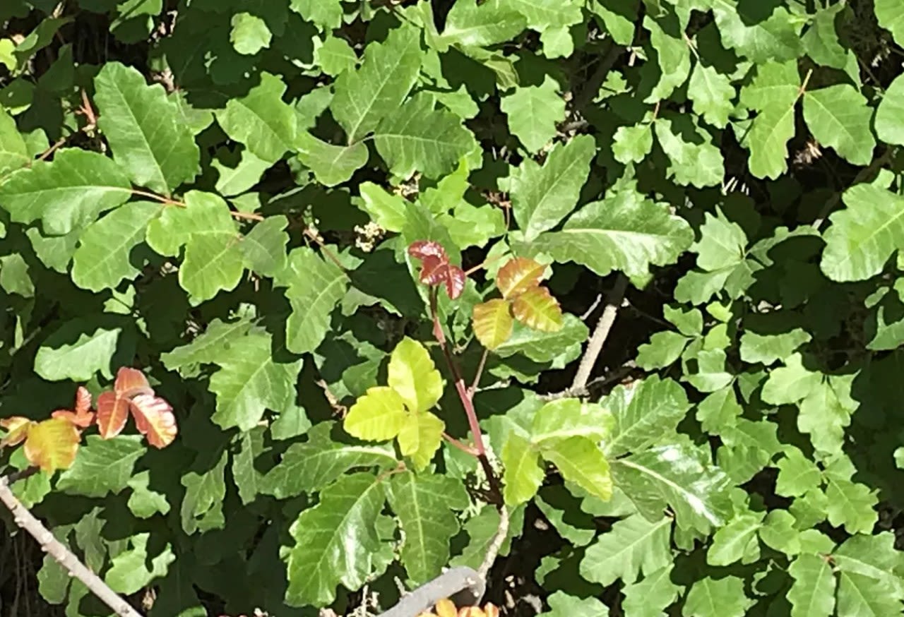 What does poison oak look like? Tips for hiking in Western Oregon, Washington