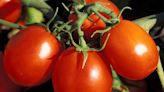 How To Grow And Care For Early Girl Tomatoes