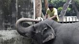 Fallece la solitaria Mali, el único elefante que quedaba en Filipinas