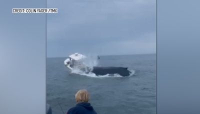 Ballena se estrella con pequeño barco; todo quedó captado en video