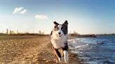 Exploring the Different Types of Pet-Friendly Beaches