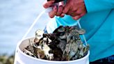 2 shellfish harvesting areas close in Escambia County