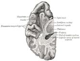 Temporal lobe
