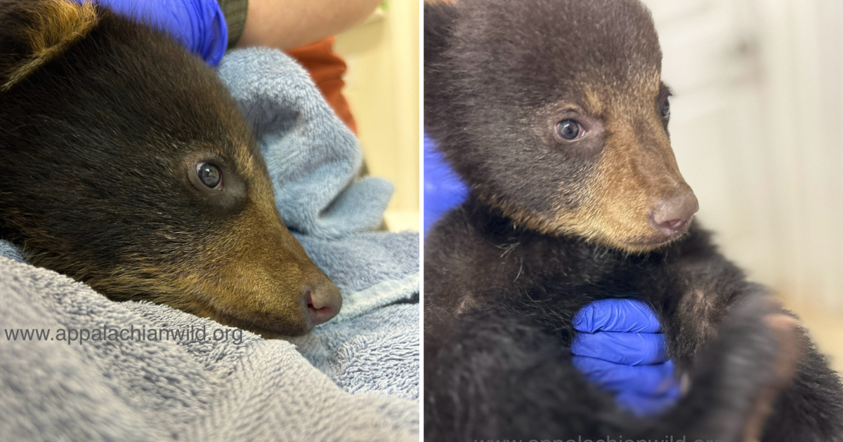 Orphaned bear cub thriving after rescue, wildlife refuge says