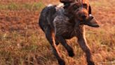 Opinion: Hunters need to set the record straight that killing untrained dogs is not what we do