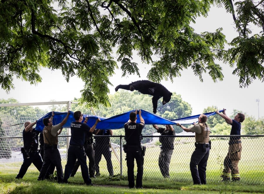 Tranquilized black bear takes a dive from a tree, falls into a waiting tarp in Camp Hill