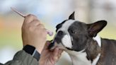 Obedience, dock-diving, more: 1,000 dogs due to compete at annual show at Cape Cod Fairgrounds