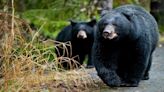 Un oso negro mató a una mujer en su casa en el primer ataque fatal de este tipo en California