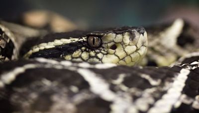 La peligrosa serpiente venenosa que habita en Argentina, Brasil y Paraguay: qué tenés que hacer si te muerde una