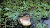 Woman, 88, killed in alligator attack while gardening