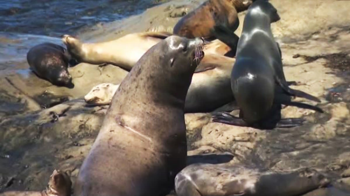 Pair of sea lions chase people, charge through crowds once again at California's La Jolla Cove