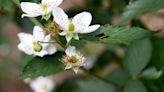 What to know before releasing ladybugs to get rid of aphids, other garden pests