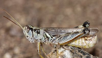 When will grasshopper season end in Colorado?