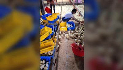 凱米颱風釀災畜禽損失慘重 雲林雞舍泡水雛雞被淹死