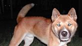Researchers believe New Guinea singing dogs are still thriving in the wild