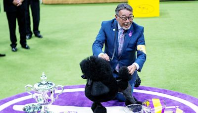 Westminster Dog Show 2024: Sage the Miniature Poodle wins Best in Show