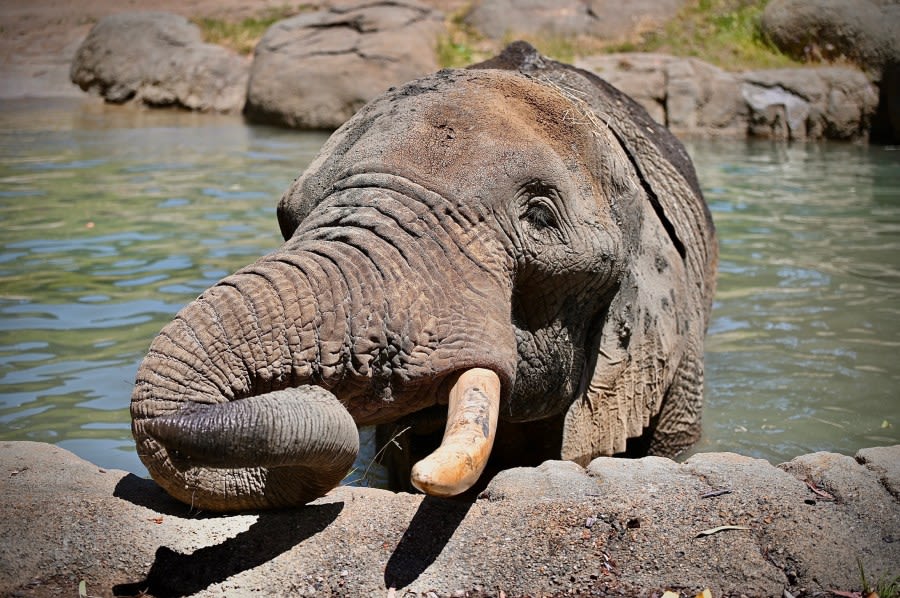 Beloved Oakland Zoo elephant to reunite with other African elephants at sanctuary