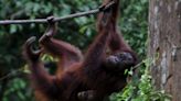 Malasia anuncia la "diplomacia del orangután" con sus importadores de aceite de palma