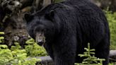 Black bear sightings reported in Orange