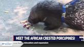 Zoo Buddy: African Crested Porcupines!