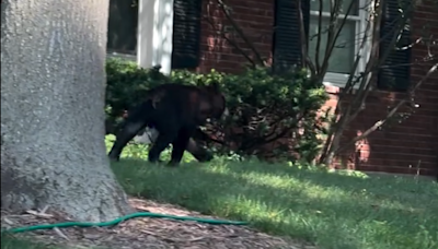 VIDEO: Baby bear roams around Ballwin neighborhood