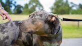 Ministers set to work out American XL bully dogs ban after PM pledge